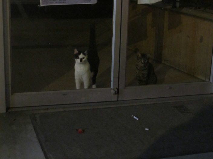 These Cats were INSIDE the store...what?